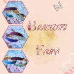 BIJ16BRA000 - Bracelets Fauna